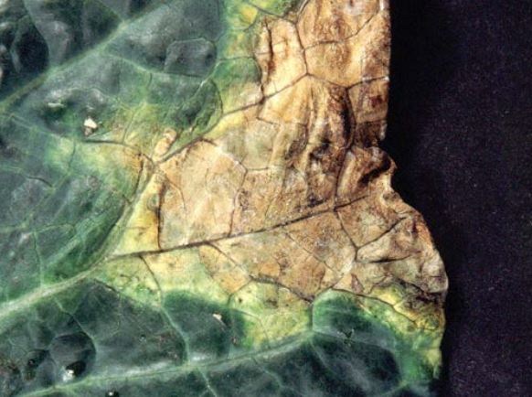 Close-up of a V-shaped lesion on brassica leaf